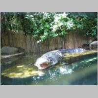 Sing-Zoo-072.html