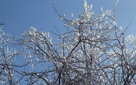 Ice-305.jpg