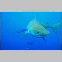 Shark-08.jpg