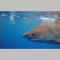 Shark-32.jpg