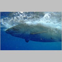 Shark-44.jpg