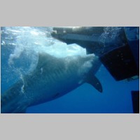 Shark-48.jpg