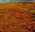 Rough Grassland