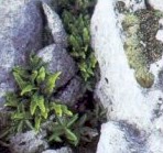 Limestone Pavement