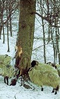 Sheep on the fells