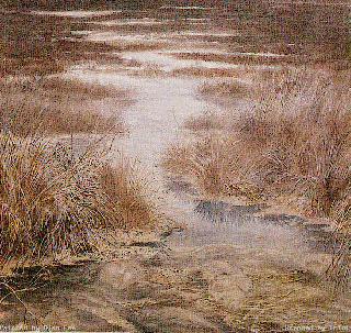 Martwe Bagna
